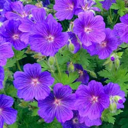 Géranium 'Johnson Blue' / Geranium Johnson Blue